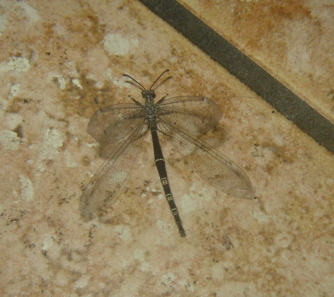 Misteriosa libellula notturna (Distoleon tetragrammicus)